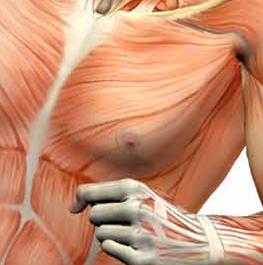 HumanBody1